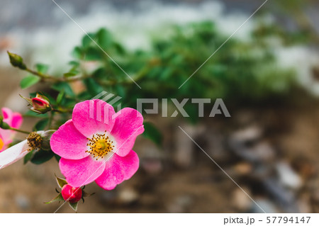 ビンゴ・メイディランド：秋咲き　　　　　長野県 57794147