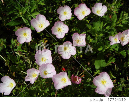 ヒルザキツキミソウ 57794159