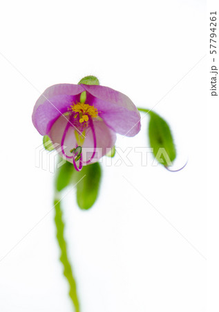 花の写真 57794261