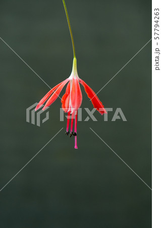 花の写真 57794263