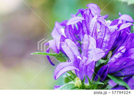 リンドウ咲きカンパニュラ・ヤツシロソウ 57794324