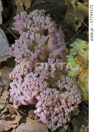 ウスムラサキホウキタケ 57794572