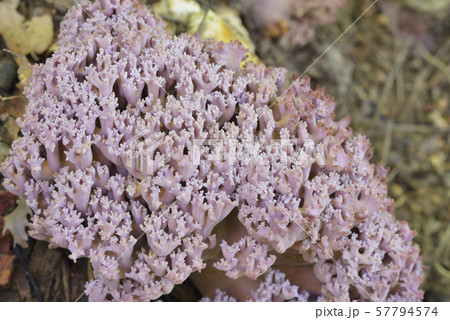 ウスムラサキホウキタケ 57794574