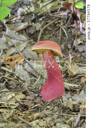 ベニイグチ 57794578