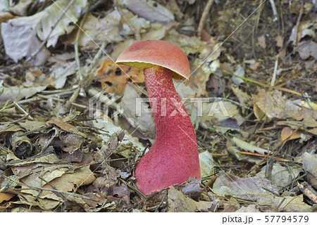 ベニイグチ ベニイグチ 57794579