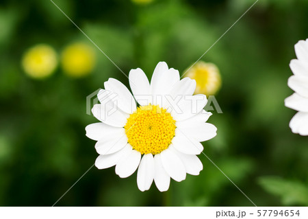 可憐な花マーガレット 57794654