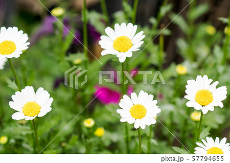 可憐な花マーガレット 57794655