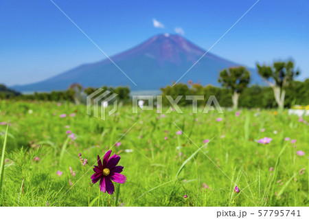 富士山 コスモス の写真素材