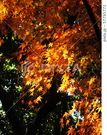 秋(紅葉) 秋(紅葉) 57795772