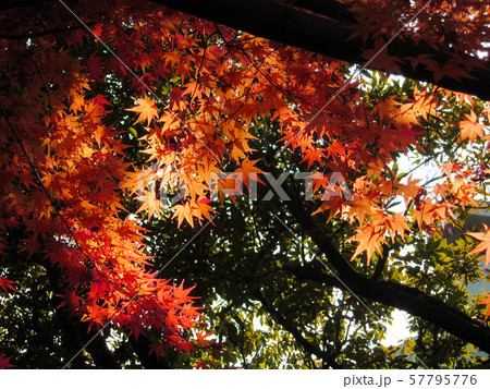 秋(紅葉) 秋(紅葉) 57795776