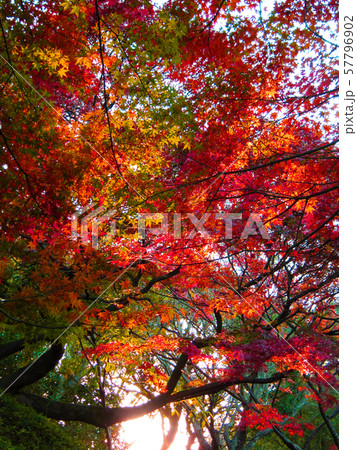 紅葉 57796902