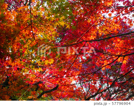 紅葉 紅葉 57796904