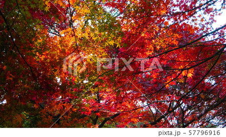 紅葉 57796916