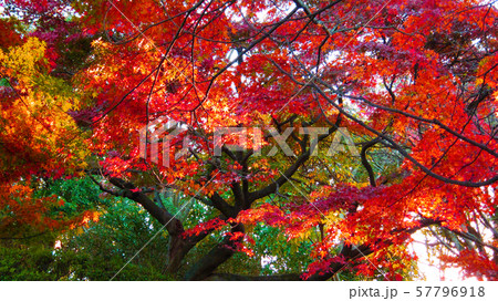 紅葉 紅葉 57796918