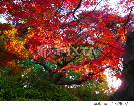 紅葉 57796922