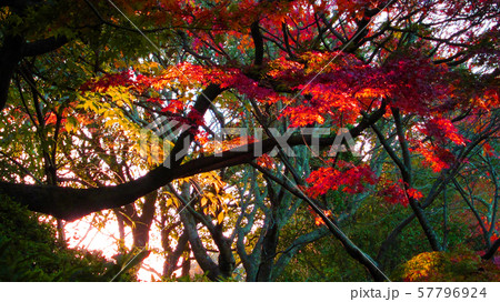 紅葉 紅葉 57796924