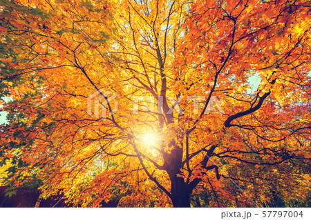 Sunny autumn maple tree Sunny autumn maple tree 57797004