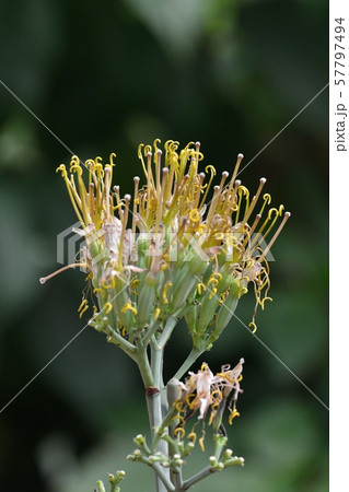 テキーラリュウゼツラン 57797494