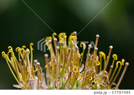 テキーラリュウゼツラン テキーラリュウゼツラン 57797495