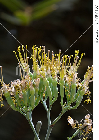 テキーラリュウゼツラン 57797497