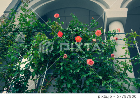 スペクトラ:秋咲き      長野県 スペクトラ:秋咲き      長野県 57797900