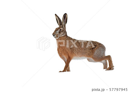 European brown hare isolated on white background European brown hare isolated on white background 57797945