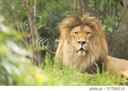 くつろぐライオン　オス 57798210