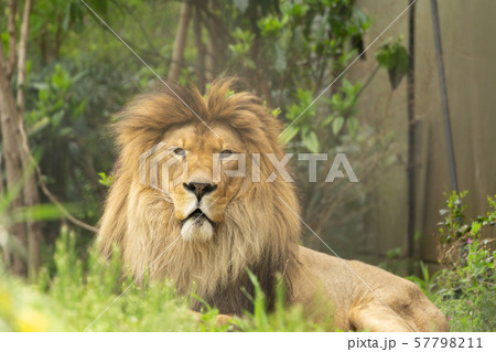 くつろぐライオン　オス 57798211