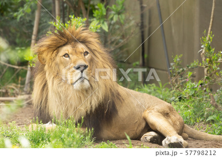 くつろぐライオン オス くつろぐライオン オス 57798212