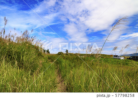 ススキ(秋) ススキ(秋) 57798258
