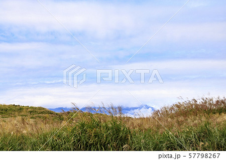 ススキ（秋） 57798267