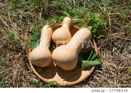 バターナッツカボチャの収穫 57798316