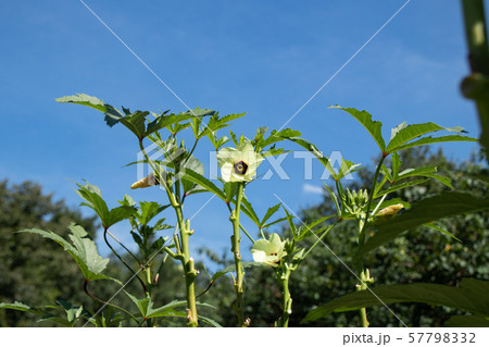 オクラの栽培 57798332