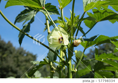 オクラの栽培 57798334