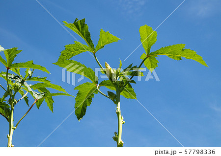 オクラの栽培 57798336