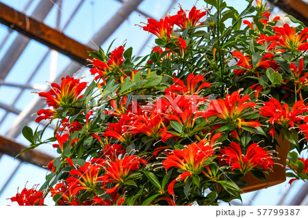 エスキナンサス 57799387