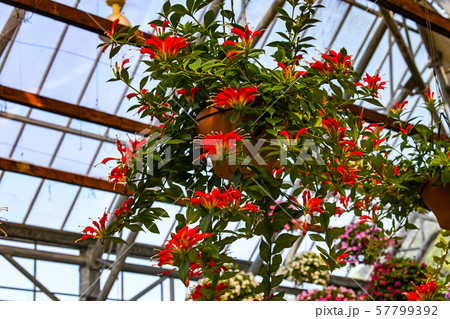 エスキナンサス 57799392