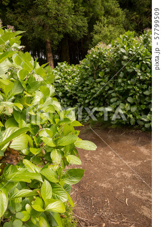 Detail of the leaves of hydrangea plant Detail of the leaves of hydrangea plant 57799509