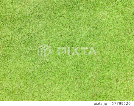 Natural grass texture pattern background golf course turf from top view with authentic grassy lawn for environmental backdrop in yellow green 57799520