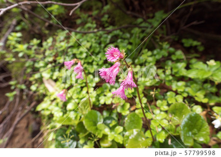 雷鳥沢キャンプ場から一ノ越登山道 (母恋坂ルート) 雷鳥沢キャンプ場から一ノ越登山道 (母恋坂ルート) 57799598