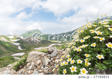 雷鳥沢キャンプ場から一ノ越登山道　（母恋坂ルート） 57799853