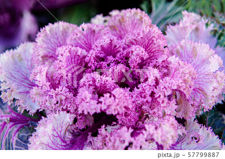 Ornamental cabbage or kale curly leaves purple Ornamental cabbage or kale curly leaves purple 57799887
