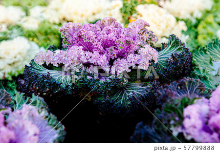 Ornamental cabbage or kale curly leaves purple Ornamental cabbage or kale curly leaves purple 57799888