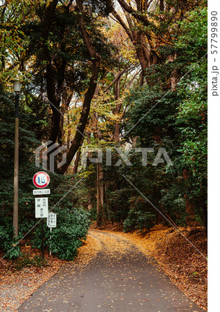 Yellow Ginkgo leaves covered ground and lush green 57799890