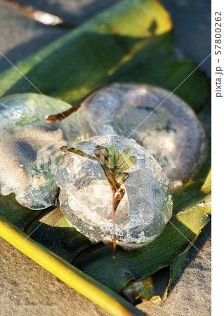 Australian jellyfish on the beach Australian jellyfish on the beach 57800262