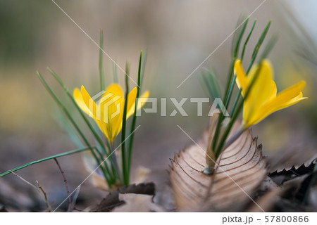 花　クロッカスNo.25 57800866