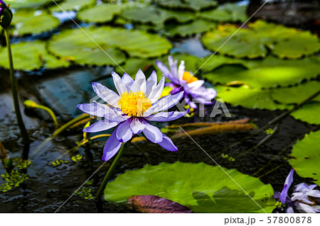 スイレン 57800878