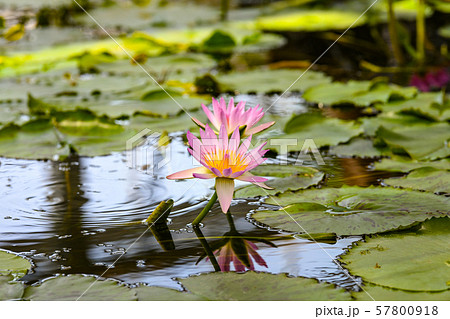 スイレン 57800918