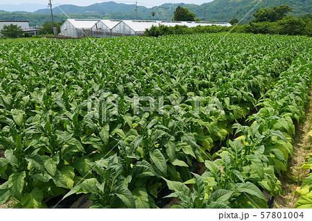 葉たばこ畑 葉たばこ畑 57801004