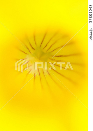 花の写真 57801048